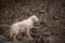 Portrait of labrador retriever in pink leaves.