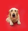 Portrait labrador retriever puppy dog making a funny face. Isolated on red background