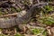 Portrait of a lace monitor goanna, South Australia