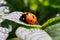 A portrait of a ladybird, also called ladybug sitting on a green leaf of a plant in a garden. The red insect has black spots and