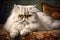 Portrait of a Laid Back Purebred White Persian Cat, Generative AI