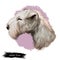 Portrait of lakeland terrier pet digital art illustration. Purebred mammal animal from UK lake District in England