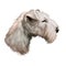 Portrait of lakeland terrier pet digital art illustration. Purebred mammal animal from UK lake District in England. Domestic pet