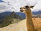 Portrait of lama in machu-picchu, peru