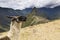 Portrait of lama in machu-picchu, peru