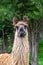 Portrait of lama. South Island, New Zealand