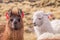 Portrait of Lamas Alpacas with colorful decoration in altiplano
