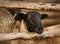 Portrait of a lamb with dark fur on its muzzle, which stands in a paddock with a wooden fence on a farm. Livestock