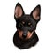 Portrait of lancashire heeler pet digital art illustration. Closeup of pet mammal animal with small muzzle and long ears. Drover