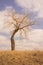 Portrait Landscape of a Bent Tree in the Grassland