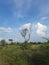 Portrait or landscape of blue sky, white clouds and blurred dried tree