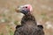 Portrait of a lappet faced vulture