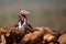 Portrait of a Lappet-faced Vulture standing between white backed vultures