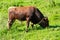 Portrait of a large beautiful bull, brown in color, standing in a field. Cattle