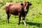 Portrait of a large beautiful bull, brown in color, standing in a field. Cattle