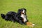 Portrait of large Berner Sennenhund on green spring grass