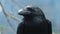 Portrait of large black common raven. Head of wild bird in forest