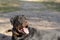 Portrait of a large black dog with his nose soiled in the sand