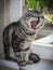 Portrait of large black and silver marble Siberian cat