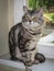 Portrait of large black and silver marble Siberian cat