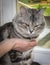 Portrait of large black and silver marble Siberian cat