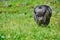 Portrait of a large boar, Vietnamese pot-bellied pigs