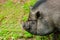 Portrait of a large boar, Vietnamese pot-bellied pigs