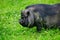 Portrait of a large boar, Vietnamese pot-bellied pigs