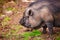 Portrait of a large boar, Vietnamese pot-bellied pigs