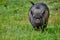 Portrait of a large boar, Vietnamese pot-bellied pigs