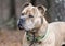 Portrait of large brindle male Bulldog Pitbull Presa Canario Mastiff mix breed dog with collar and big head