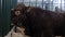 Portrait of large brown bull resting and lying on ground