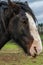 Portrait of a large brown and white muddy horse