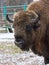 Portrait of large brown wisent with big horns in the winter forest. Wild European brown bison, Bison Bonasus, in winter