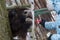 Portrait of large brown wisent or european brown bison in the winter forest eating an apple.