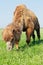 Portrait of a large camel eating grass on the meadow. Reservation Askania Nova, Ukraine