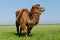 Portrait of a large camel eating grass on the meadow. Reservation Askania Nova, Ukraine