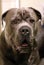 Portrait of a large Cane Corso dog