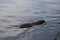 Portrait of a large coypu, also known as the nutria, swimming in shallow waters