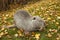 A portrait of large cute water rat muskrat. Keeps a piece of apple in its paws and eats.