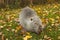 A portrait of large cute water rat muskrat. Keeps a piece of apple in its paws and eats.