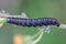 Portrait of a large dark-blue caterpillar