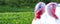 A portrait of a large domestic white turkey. Detail on the head and lobe. Next to the turkey is a female. Copy space for descripti