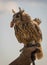 Portrait of large eared eagle owl eating chicken sitting on hunting glove