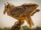 Portrait of large eared eagle owl eating chicken sitting on hunting glove