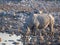 Portrait of large endangered black rhino drinking from water hole in Etosha National Park, Namibia, Africa