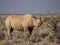 Portrait of large endangered black rhino feeding on small bush in Etosha National Park, Namibia, Africa