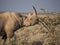 Portrait of large endangered black rhino feeding on small bush in Etosha National Park, Namibia, Africa