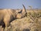 Portrait of large endangered black rhino feeding on small bush in Etosha National Park, Namibia, Africa