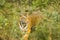 Portrait of Large Female Wild Bengal Tiger